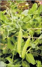  ??  ?? Peas, like everything else in the garden, have been ready much earlier than usual this year.