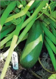  ?? PHOTO BY EMILY RYAN ?? Got zukes? Try the recipe for summer squash shakshuka.