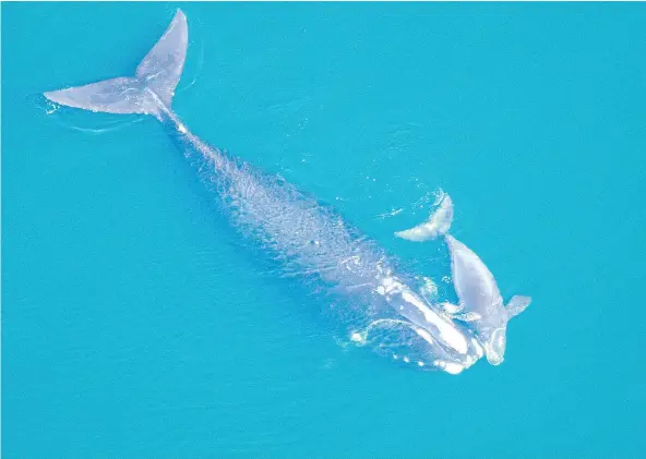  ?? THE ASSOCIATED PRESS FILES ?? Sound pollution has been increasing at an alarming rate for decades, Daniel Hinerfeld’s documentar­y Sonic Sea gives voice to the notso-silent epidemic affecting marine animals, and how human action has had devastatin­g effects on ocean life.