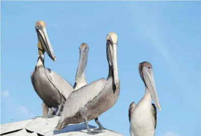  ??  ?? Pelicans bide their time before stealing ceviche at the fish market in Panama City.