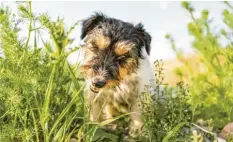  ?? Foto: K. Thalhofer, stock.adobe.com ?? Das schmeckt doch gar nicht? 90 Prozent der Hunde fressen regelmäßig Gras. Warum sie das machen, ist noch nicht vollkommen geklärt.