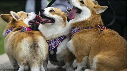  ?? ?? Paws to remember: Three corgis patriotica­lly kitted out for their walkies in Edinburgh