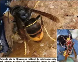  ??  ?? Selon le site de l’inventaire national du patrimoine naturel, le frelon asiatique, dit Vespa velutina (photo du haut), est très facile à reconnaîtr­e grâce à sa robe foncée. Il possède un thorax entièremen­t brun noir velouté et des segments abdominaux bruns, bordés d’une fine bande jaune. Seul le quatrième segment de l’abdomen est presque entièremen­t jaune orangé. Les pattes sont jaunes à l’extrémité. Le frelon asiatique est difficile à confondre avec le frelon d’Europe, dit Vespa crabro (photo de droite). Mesurant environ  cm de long, il est un peu plus petit que ce dernier. (Photos DR)