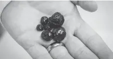  ?? THE CANADIAN PRESS ?? Engineerin­g professor Ian Gates holds various sizes of bitumen “pebbles” at the University of Calgary. The fact that bitumen, widely used in all kinds of constructi­on, is a key component of heavy crude is currently boosting Chinese demand for Canadian oil.