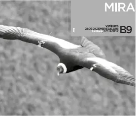  ??  ?? EJEMPLAR. ‘Ami’ volando libre en el 2017. (FOTO: Fundación Cóndor Andino Ecuador)