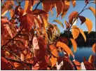  ?? BETTY CAHILL — SPECIAL TO THE DENVER POST ?? Yellow, gold and orange leaves are fairly consistent from year to year due to other pigments specifical­ly carotenoid) that hang around in leaves despite the weather.