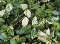  ?? (Special to the Democrat-Gazette) ?? This Asian jasmine went from green to variegated.