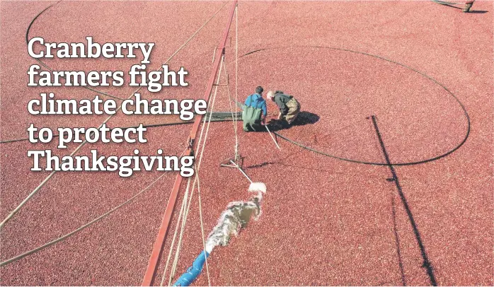  ?? ?? Workers use cranberry booms in a flooded bog to coral floating cranberrie­s to a pump as they are harvested at Mann Farms in Buzzards Bay.