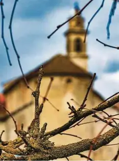  ?? Foto: Shuttersto­ck ?? Rettung in Sicht: Zahlreiche Tiere finden in der kalten Jahreszeit Zuflucht in alten Kirchengem­äuern.