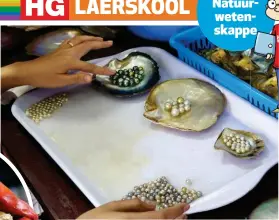  ??  ?? Die sortering van pas geoeste oesters. ’n Oopgemaakt­e oester met die eetbare vleis binne-in. ’n Halssnoer van kosbare wit pêrels.