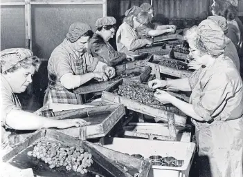  ??  ?? A line of workers sort raspberrie­s into different tins based on their quality. These ladies were working for food company R&W Scott in 1969.