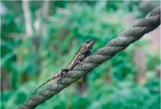  ??  ?? En haut : les forêts tropicales recèlent une faune et une flore très
diversifié­es.