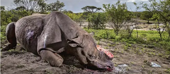  ??  ?? Brent Stirton/Wildlife Photograph­er of the Year