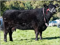  ?? Ref:RH24092202­2 ?? THIS GALLOWAY from D and R Cornthwait­e stood overall cattle champion and reserve show victor