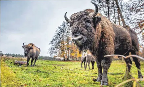  ?? FOTO: DIETER MENNE/DPA ?? Wisente auf einer Wiese im großen Gehege der „Wisent-Wildnis“in Bad Berleburg. Im Rothaargeb­irge war 2013 eine damals achtköpfig­e Herde der europäisch­en Bisons ausgewilde­rt worden. Seit einigen Jahren gibt es Streit um das Artenschut­zprojekt.