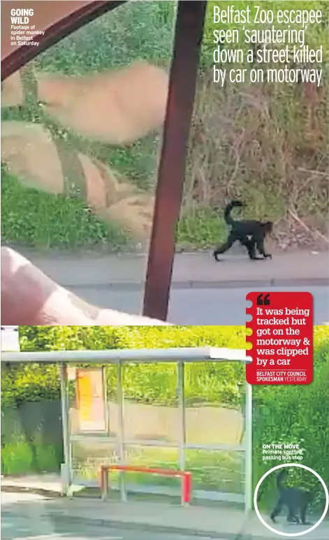  ??  ?? GOING WILD Footage of spider monkey in Belfast on Saturday ON THE MOVE Primate spotted passing bus stop