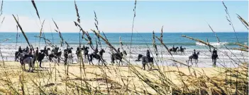  ??  ?? Fun in the sun at the seaside . . . Horses on Chris Bayne’s Tussock Creek light wagon and horse trail walk on the beach at Kaka Point.