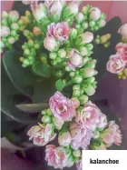  ??  ?? kalanchoe