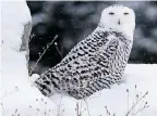  ??  ?? Snowy Owl