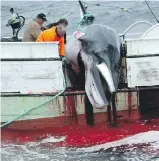  ??  ?? A fin whale is hauled on a fishing boat after it was killed in the Atlantic Ocean, off the west coast of Iceland. A company in Iceland is preparing its fleet to bring the commercial hunting of fin whales back to the country.