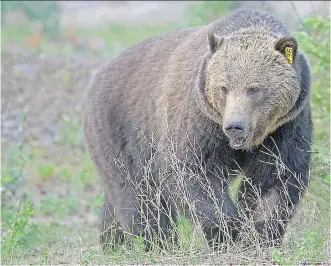  ?? PHOTOS: AMAR ATHWAL/ FOR THE CALGARY HERALD ?? Grizzly bear No. 136, known as Split Lip, may have eaten another smaller grizzly, No. 132, because of a lack of food this season, Banff National Park staff say.