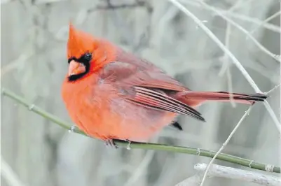  ??  ?? Scientists have found songbirds are starting to sing louder and earlier in urban environmen­ts where they have to “shout” to be heard, Monique Keiran writes.