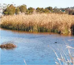  ?? ADRIANA HELDIZ U-T ?? Cattails and reeds are decreasing the surface area of the lagoon as they grow along its banks. The growths are also a potential fire hazard.