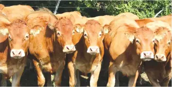  ??  ?? The imports saw cattle accounting for 74 percent of the total bill after farmers brought in live cattle worthy just over $6, 2 million in the period from January 2015 to November 2017