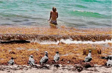  ?? Pedro Portal/TNS ?? Seagulls lay in the sand as Monica Madrigal finds her way to the ocean through a thick raft of Sargassum seaweed that washed up on the seashore in Miami Beach in 2020.