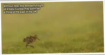  ?? TOM STREETER ?? Without help, the wonderful sight of a baby Curlew may soon be a thing of the past in the UK