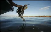  ?? GERALD HERBERT — THE ASSOCIATED PRESS FILE ?? Plaquemine­s Parish Coastal Zone Director P.J. Hahn rescues a heavily oiled bird from the waters of Barataria Bay, La., on June 26, 2010.