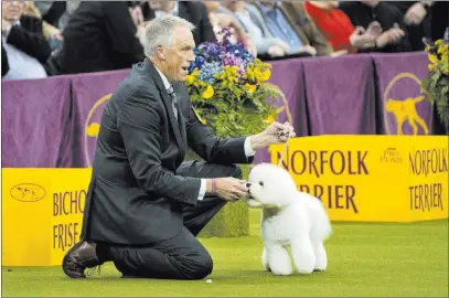  ?? Craig Ruttle ?? The Associated Press Handler Bill Mcfadden reacts Tuesday as Flynn, a bichon frise, is named best in show at the 142nd Westminste­r Kennel Club Dog Show at Madison Square Garden in New York.