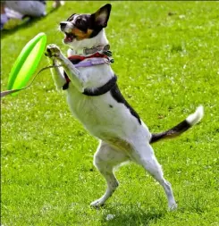  ?? Robin Rombach/Post-Gazette ?? Bailey, a 4-year-old terrier mix, plays with a Frisbee after walking the one-mile Friends of Jupiter fundraiser at Boyce Park in Plum.