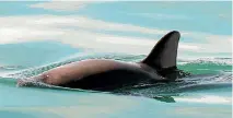  ??  ?? The vaquita porpoise is one of the most endangered animals in the world.