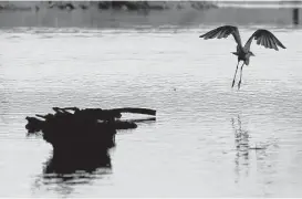  ?? Michael Ciaglo / Houston Chronicle ?? An egret flies away after fishing near the San Jacinto River waste pits.