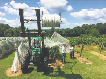  ?? ARRINGTON VINEYARDS ?? Arrington Vineyards of Nashville, Tennessee adds netting to their vines. The winery won a dozen medals at the San Francisco Chronicle Wine Competitio­n this year.