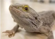  ?? KEITH BEATY PHOTOS/TORONTO STAR ?? Katrina Maurer and her pet bearded dragon Diablo, who spends his life in a toasty glass terrarium at the High Park Nature Centre.