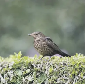  ?? ?? A blackbird on a garden hedge, above; Morris Hankinson, inset