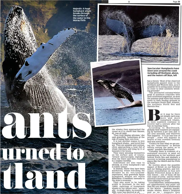  ??  ?? Majestic: A huge humpback whale breaks through the surface of the water in the Moray Firth Spectacula­r: Humpbacks have been seen around the coast including off Shetland, above, and the waters off Skye, left