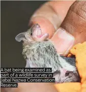  ?? Photos by Antonin Kélian Kallouche/Gulf News and supplied ?? A bat being examined as part of a wildlife survey in Jabal Nazwa Conservati­on Reserve.