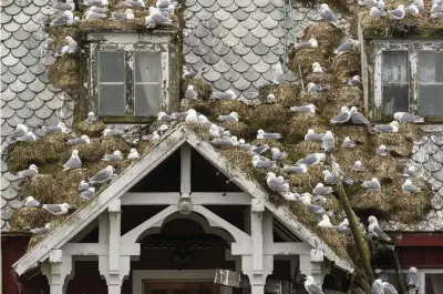  ??  ?? Kittiwake colonies have made themselves at home amidst disused buildings on the Norwegian archipelag­o of Lofoten.