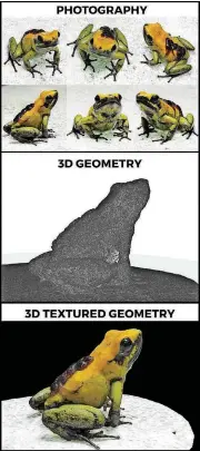  ?? [PHOTO PROVIDED] ?? Advanced 3-D technology is used for a closer look at rare and endangered species of frogs.