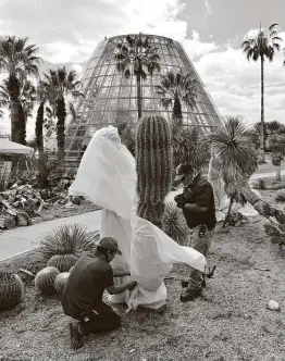  ?? Photos by Robin Jerstad / Contributo­r ?? San Antonio Botanical Garden workers Andrew Ramos, left, and Raul Valdez remove frost coverings from undamaged saguaro cactus.