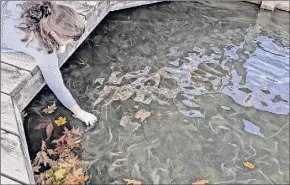  ?? Adirondack Explorer ?? A section of Lake George is dealing with algal blooms.