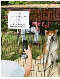  ?? — Reuters ?? Tourists taking pictures of an Akita Inu, a dog breed that’s native to Japan, in Akita prefecture.