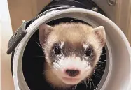  ?? SOURCE: U.S. FISH AND WILDLIFE SERVICE ?? Elizabeth Ann is a black-footed ferret and the first clone of a U.S. endangered species. She was duplicated from an animal that died over 30 years ago.