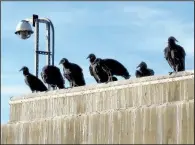  ?? Courtesy of Bruce Caldwell, U.S. Army Corps of Engineers ?? Black vultures gather on Bull Shoals Dam in this undated photo. The birds, a protected migratory species, have been responsibl­e for livestock deaths across the state.