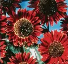  ?? Thompson & Morgan ?? ‘Prado Red’ sunflowers make a dramatic statement in the garden, breaking from the traditiona­l yellow blooms.