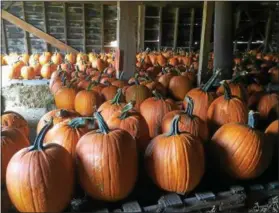  ??  ?? A large barn filled with pumpkins allows customers to shop on sunny and rainy days alike. Keeping pumpkins under cover keeps them from rotting.