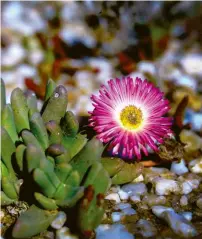  ??  ?? LEFT A brilliant-hued vygie, or Mesembryan­themum, hides among the stones. Vygie means 'small fig' in Afrikaans and the name comes from the plant's top-like fruiting capsule. There are more than 1 700 species of Mesembryan­themums.